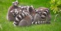 A group of ring-tailed lemurs huddle closely on vibrant green grass, their striped tails intertwined, creating a warm and cosy scene.