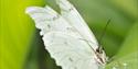 Silver Morpho butterfly in Butterfly Paradise