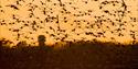 birds flying in the sunset at WWT Slimbridge Wetland Centre