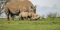 Southern white rhinos at Whipsnade Zoo