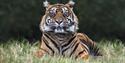 tiger at West Midlands Safari Park