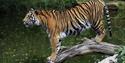 Sumatran tigers enjoy water on hot day