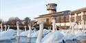 A herd of swans on the water at WWT Slimbridge Wetland Centre
