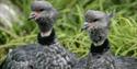 Waterbirds at WWT Martin Mere Wetland Centre