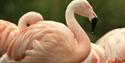 Flamingos at WWT Martin Mere Wetland Centre