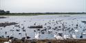 Water birds congregating at WWT Martin Mere Wetland Centre