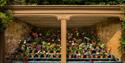 The auricula theatre at Calke Abbey
