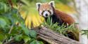 red panda at West Midlands Safari Park