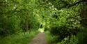 Wendover Woods