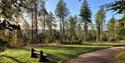 Wendover Woods