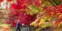 A person pushing a visitor in a wheelchair through maple trees at Westonbirt Arboretum