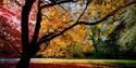 Autumn trees at Westonbirt Arboretum