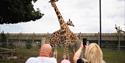 Yorkshire Wildlife Park Giraffe