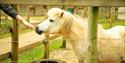 A small, white horse