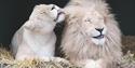white lions at Wildheart Animal Sanctuary