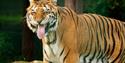 A tiger sticking out its tongue at Wildheart Animal Sanctuary
