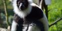 a lemur at  Wildheart Animal Sanctuary