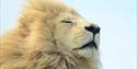 A lion at Wildheart Animal Sanctuary