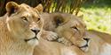 lions at Wildheart Animal Sanctuary