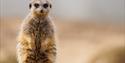 A meerkat at Wildheart Animal Sanctuary