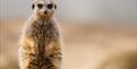 meerkat