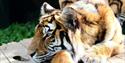 A tiger lying down at Wildheart Animal Sanctuary
