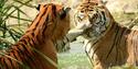 tigers in water at Wildheart Animal Sanctuary
