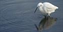 Wading birds in the lake at WWT Arundel Wetland Centre