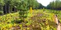 A path running through a field of ferns with people riding bikes at Moors Valley Country Park and Forest