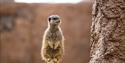 A meerkat at Paultons Park