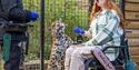 Big cat feeding at Hertfordshire Zoo