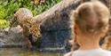 Child watching a leopard jump into the water at Hertfordshire Zoo
