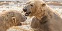 Bears in the water at yorkshire wildlife park