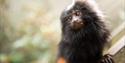 monkey at Jersey Zoo