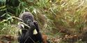 gorilla at Jersey Zoo