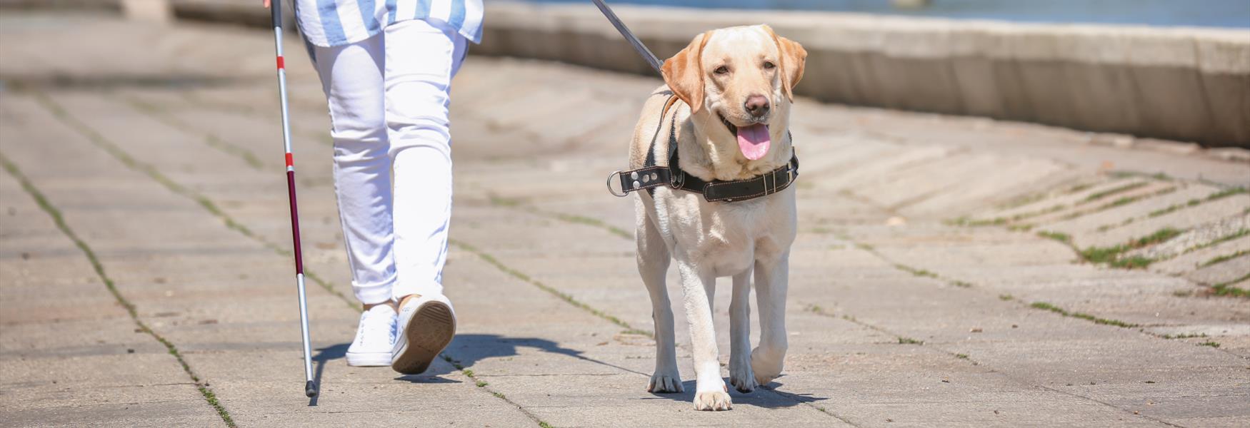 A Yellow Labrador Guide Dog walking along a promenade with it's owner holding a white stick