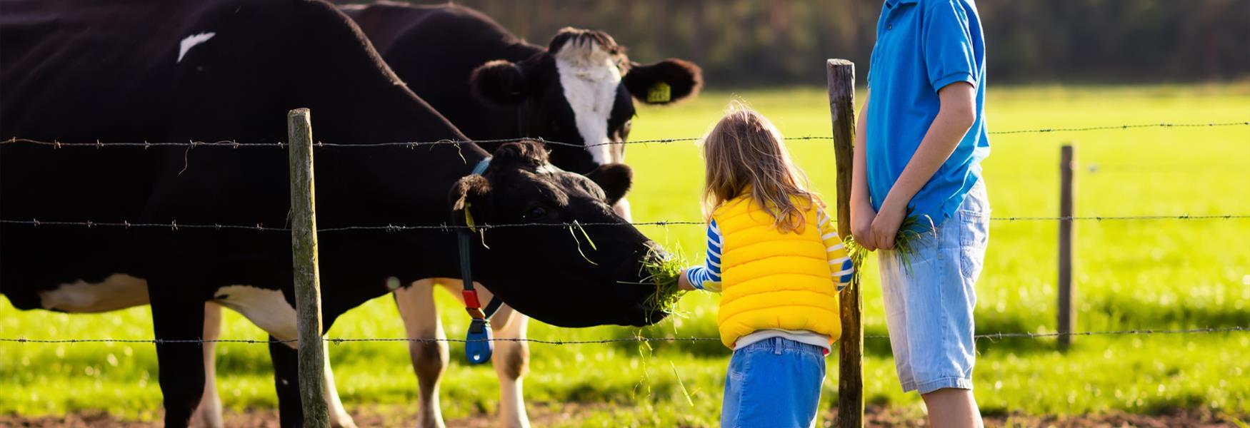 child feeding a cow