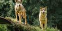 wolves at Longleat