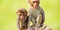 monkeys at Longleat