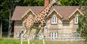 giraffe at Longleat