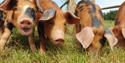 Cholderton Rare Breeds Farm - Pigs