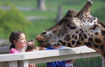 Small girl feeds a giraffe