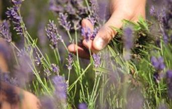 Wolds Way Lavender has over 120 varieties of lavender on display. We use the lavender in a variety of products from honey, preserves to our famous lav