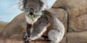 A koala bear sits on a log and eats a leaf