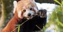 A red panda eating a plant
