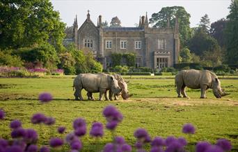 Rhinos at Cotswold Wildlife Park