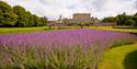 Cliveden with lavender