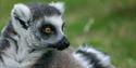 lemur with red eyes