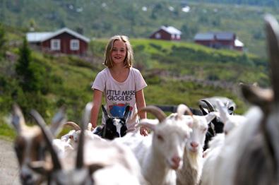 Almleben auf Olestølen.