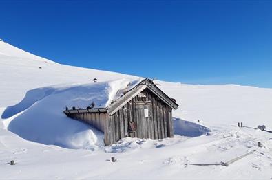 Plankebue om vinteren